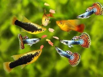 best food for guppies|Top 15 Best Foods for Guppies in 2023 (Recommended) .